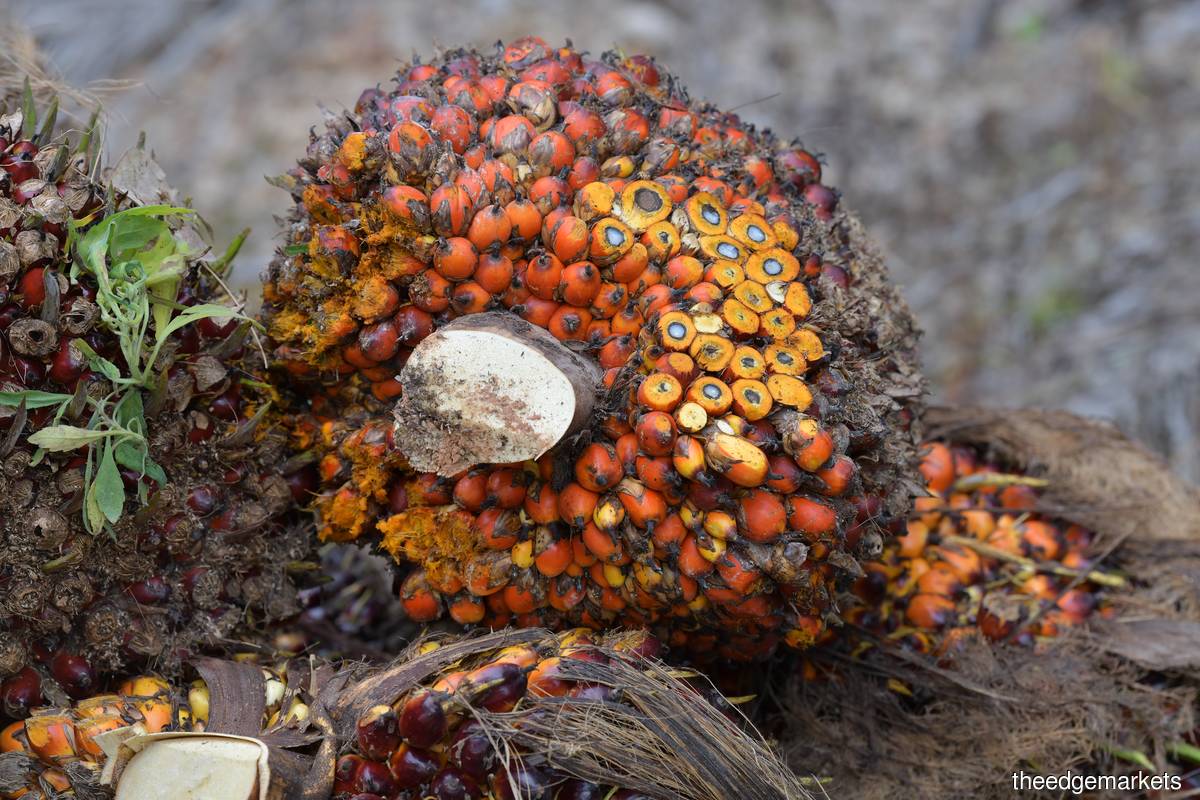 Also shaping as a critical threat is a shortage of palm seedlings. (Photo by Mohd Suhaimi Mohamed Yusuf/The Edge)